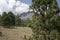 Volcanoes route in Mexico next to pines and golden meadows