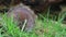 Vole, Cricetidae, Rodentia, eating grass besides a log in spring, scotland