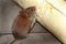 Vole eating bread.