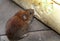 Vole eating bread.