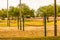 Volleyball Nets At Local Park