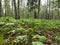 Vologda. Spring grass in the Park of Peace. The lower tier of the forest