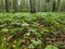 Vologda. Spring grass in the Park of Peace. The lower tier of the forest