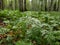 Vologda. Spring grass in the Park of Peace. The lower tier of the forest