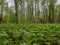 Vologda. Spring grass in the Park of Peace. The lower tier of the forest