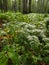 Vologda. Spring grass in the Park of Peace. The lower tier of the forest