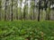 Vologda. Spring grass in the Park of Peace. The lower tier of the forest