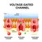 Voltage-gated channels