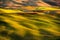 Volterra panorama, rolling hills, fields, meadow and lonely tree