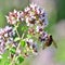 Volucella inanis - bee fly on the flowering oregano