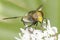 Volucella pellucens / pellucid hoverfly in natural habitat