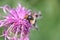 A Volucella pellucens pollinating red clover