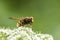 Volucella zonaria, hornet mimic hoverfly