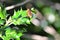 Volucella zonaria - hornet mimic hoverfly