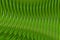 Volumetric background green shiny wave bend ribbed vertical lines