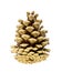 Voluminous natural brown cone of coniferous trees close-up on white background, element of decor