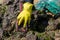 Volunteer hands cleaning oil on Rio Vermelho beach after spillage from a ship off the Brazilian coast