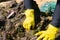 Volunteer hands cleaning oil on Rio Vermelho beach after spillage from a ship off the Brazilian coast