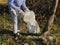 Volunteer picking up dirty plastic bottles in park. Woman hand in glove picking up trash, collecting garbage in bag. Eco activist