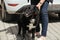 Volunteer walking and caressing stray black dog in shelter, adoption concept