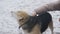 A volunteer woman combs the hair of a dog at a homeless animal shelter