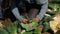 Volunteer work on ecological farm crops.