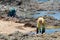 Volunteers and city officials are seen cleaning up toxic oil spilled off the Brazilian coast