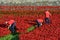 Volunteers installing the 888,246 ceramic poppies