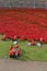 Volunteers installing poppies Tower of London