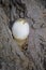 Volvariella bombycina. The fruit body (mushroom) begins developing in a thin, egg-like sac