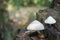 Volvariella bombycina mushroom on tree tunk macro
