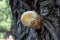 Volvariella bombycina - rare woody silky mushroom grown on an old mulberry tree