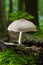 Volvariella gloiocephala is alsno known as big sheath mushroom, rose-gilled grisette or stubble rosegill