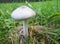 Volvariella gloiocephala or big sheath mushroom