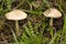 Volvariella gloiocephala, Volvariella speciosa mushroom toadstool background