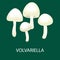 Volvariella volvacea, Straw Mushroom, Wild Foraged , Vector isolated edible natural mushrooms in nature set, organic