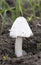 Volvopluteus gloiocephalus, commonly known as the big sheath mushroom, rose-gilled grisette, or stubble rosegill