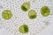 Volvox is a polyphyletic genus of chlorophyte green algae or phytoplankton