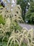 volzhanka aruncus ordinary bloomed in the park