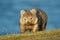 Vombatus ursinus - Common Wombat in the Tasmanian scenery, eating grass in the evening on the island near Tasmania