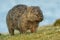 Vombatus ursinus - Common Wombat in the Tasmanian scenery, eating grass in the evening on the island near Tasmania