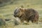 Vombatus ursinus - Common Wombat in the Tasmanian scenery, eating grass in the evening on the island near Tasmania, Australia
