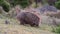 Vombatus ursinus - common wombat in the Tasmanian scenery, eating grass on the meadow. Australian furry vegetarian mammal