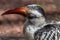 A a Von der Decken Hornbill in profile.