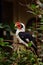 Von der Decken`s hornbill