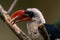 Von der Decken`s hornbill