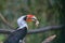 Von der Decken's hornbill bird