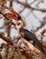 Von der DeckenÂ´s Hornbill eating fruits