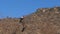 Von Der Decken`s Hornbill, tockus deckeni, Adult standing on Branch, in flight, taking off, Tsavo Park in Kenya,