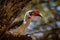 Von der Decken`s hornbill, Tockus deckeni, bird on the tree trunk, Lake Ziway, Ethiopia in East Africa. Big bill bird feeding